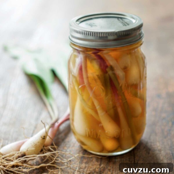 A canning jar filled with quick pickled ramps and some fresh ramps lying beside the jar.