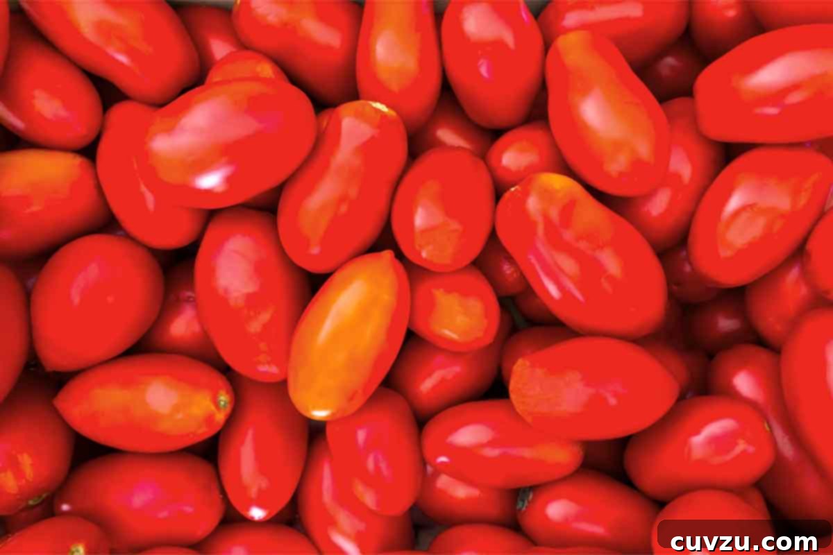 A vibrant cluster of ripening San Marzano plum tomatoes on the vine, showcasing their characteristic elongated shape.