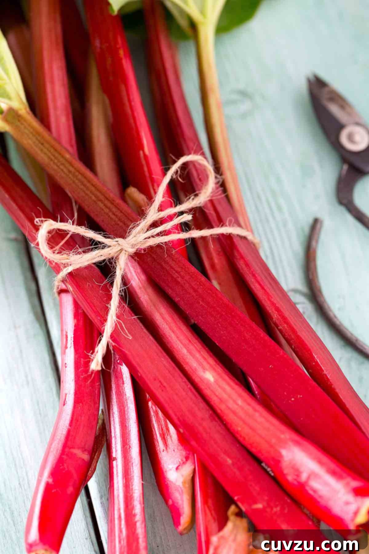 Rhubarb Savvy: Pick It, Keep It, Freeze It 2 Stalks of rhubarb tied together with twine, showcasing their vibrant color.
