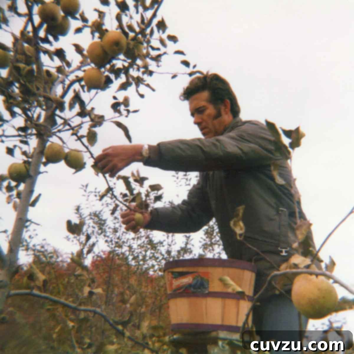 Apple Blossom Tart 4 A man on a ladder picking ripe apples from a tree.