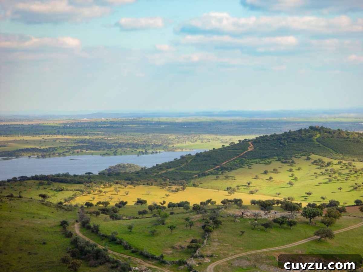 Leite's Spotlight: Herdade do Esporão Olive Oils 3 A panoramic view of Reguengos de Monsaraz, a region famous for vineyards and olive groves