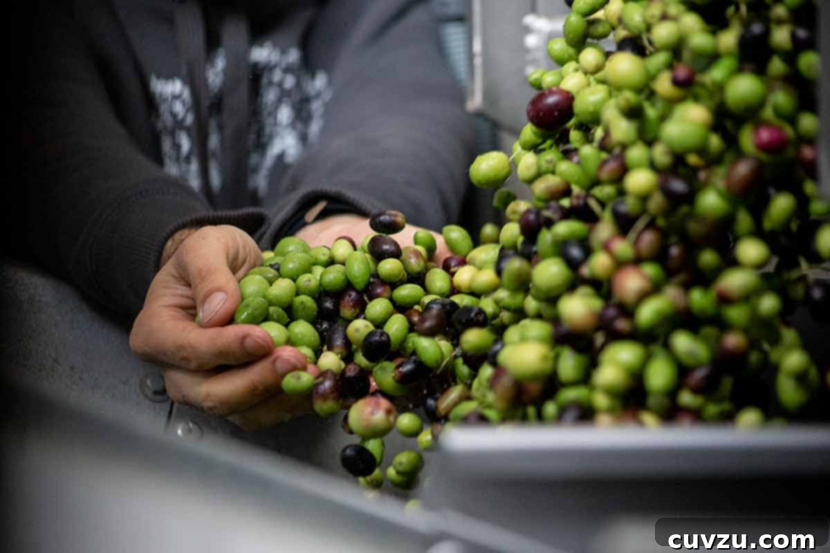 Leite's Spotlight: Herdade do Esporão Olive Oils 4 A woman meticulously sorting fresh olives from Herdade do Esporão in Portugal