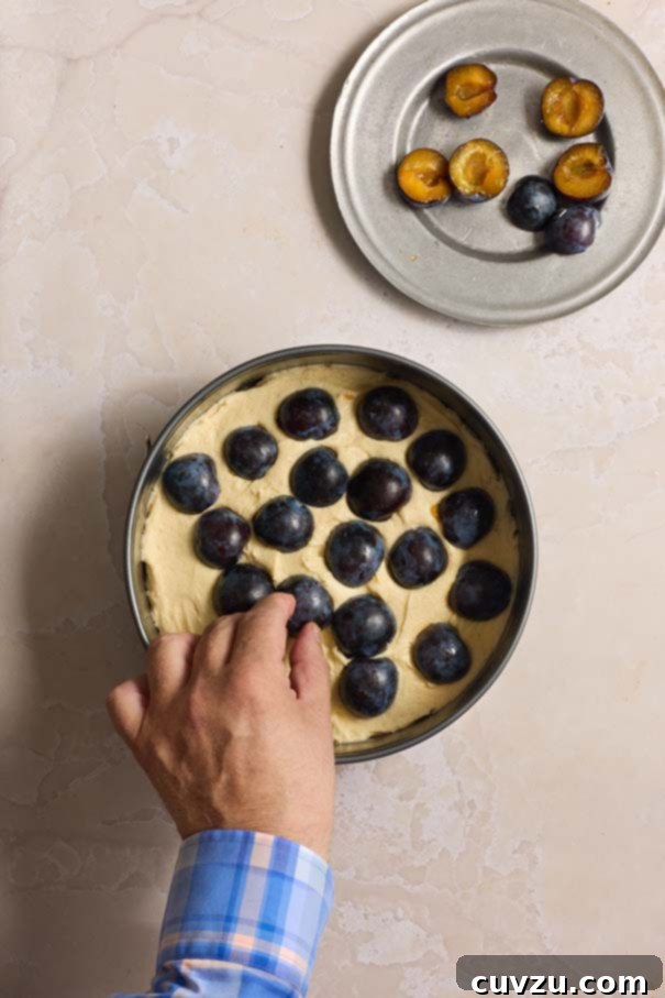 Golden Plum Torte 10 A skilled hand meticulously arranging halved purple plums, cut-side down, in an appealing pattern on top of the smooth torte batter within the baking pan.