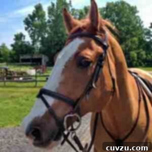 A horse with a bridle on. A profile image for a recipe tester.