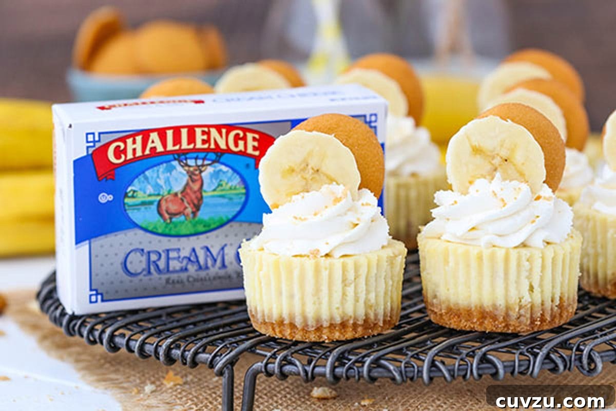 Banana Pudding Cheesecake Bites 7 Mini banana pudding cheesecakes on a wire rack next to a box of cream cheese.